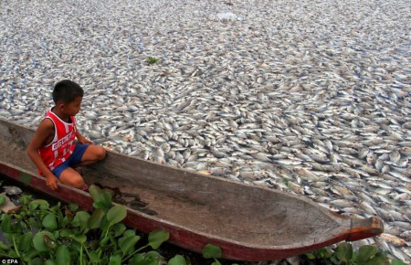 TOXICIDAD EN LA VIDA ACUÁTICA